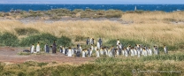 Kolonie Königspinguine auf Tierra del Fuego