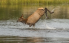 es war zu köstlich dem kleinen Wapiti-Kitz bei seinen Wassersprüngen zuzusehen