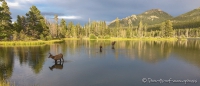 Wapitis im Sprague Lake im Rocky Mountain Nationalpark