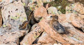 Chipmunk (Streifenhörnchen) & Pika (Pfeifhase)