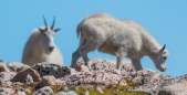 Mountain Goats - Schneeziegen