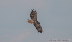 Red tailed Hawk