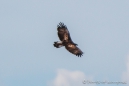 Golden Eagle - Steinadler