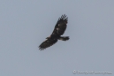 Golden Eagle - Steinadler