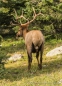 Wapiti