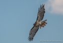 Red tailed Hawk