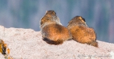 sonnende Marmots (Murmeltiere)
