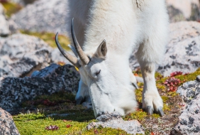 Mountain Goats - Schneeziegen