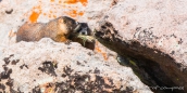 auch die Murmeltiere sind langsam aber sicher gerüstet... und sammeln Winternahrung