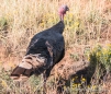 wild Turkey - wilder Truthahn