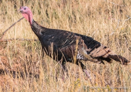 wild Turkey - wilder Truthahn