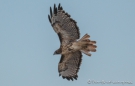 Red tailed Hawk