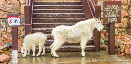 gut wenn die Mountain Goats sich die Hinweisschilder mal zu Gemüte führen ;)