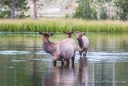 abendliches Badevergnügen der Wapitis