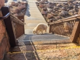 Mountain Goat - Schneeziege auf der Treppe zum Crest House