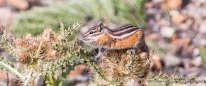 Die Chipmunks präparieren sich für den bevorstehenden Winter...