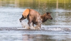 es war zu köstlich dem kleinen Wapiti-Kitz bei seinen Wassersprüngen zuzusehen