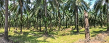 Palmölplantagen