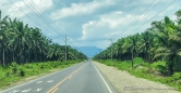 die Straße ist rechts und links von Palmölplantagen gesäumt