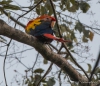 bei unserer Ankunft werden wir von den Scarlet Macaw - hellroter Aras begrüßt