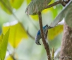 Blue-gray Tanager - Bischofstangare