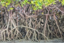 Mangroven auf dem Trockenen... während der Ebbe