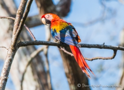 Scarlet Macaw - hellroter Ara