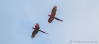 Scarlet Macaw - Hellroter Ara
