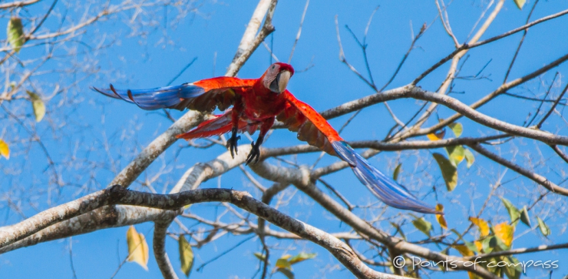 Scarlet Macaw - hellroter Ara