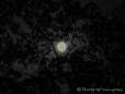 der Mond begrüßt uns durch die Bäume
