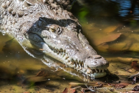 Krokodildame... die Zähnchen möchten wir nicht zu spüren bekommen ;)