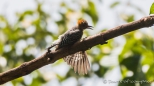 junger Lineated Woodpecker - Linienspecht