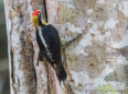 Black-Cheeked Woodpecker - Schläfenfleckspecht