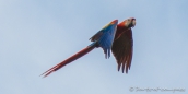 wie Pfeile sehen sie im Flug aus - die Scarlet Macaw - Hellroter Ara