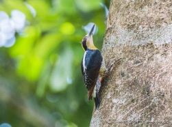 Black-Cheeked Woodpecker - Schläfenfleckspecht