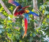 Scarlet Macaw - Hellroter Ara