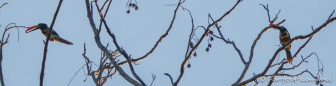 Fiery-billed Aracaris - Feuerschnabelarassari - zu den Toucans gehörend