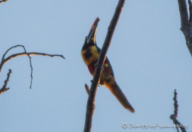 Fiery-billed Aracaris - Feuerschnabelarassari - zu den Toucans gehörend