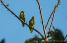 Crimson-fronted Parakeet - Veraguasittich