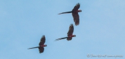 Scarlet Macaws - Hellrote Aras
