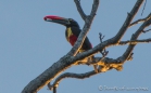 Fiery-billed Aracaris - Feuerschnabelarassari - zu den Toucans gehörend