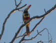 Fiery-billed Aracaris - Feuerschnabelarassari - zu den Toucans gehörend