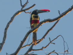 Fiery-billed Aracaris - Feuerschnabelarassari - zu den Toucans gehörend