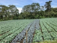 Der Rotkohl sorgt für farbliche Abwechslung auf dem Kohlfeld