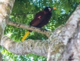 Montezuma Oropendola - Montezumastirnvogel