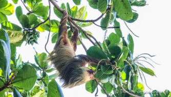 Sloth - Faultier beim fressen im Mandelbaum