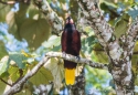 Montezuma Oropendola - Montezumastirnvogel