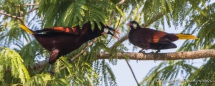 Montezuma Oropendola - Montezumastirnvogel