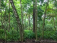 Cahuita Nationalpark