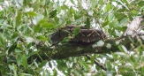 Riesenschlange auf ca. 25 Meter Höhe im Baum